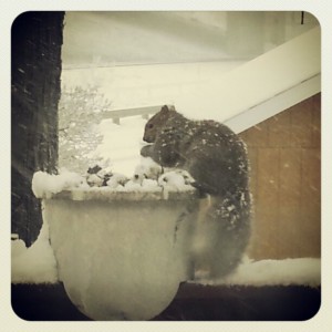 McFarland WI today.  View from kitchen window.  Squirrel.
