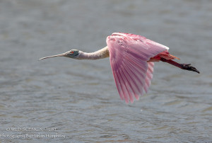 pink-spoonbill-in-flight-1460